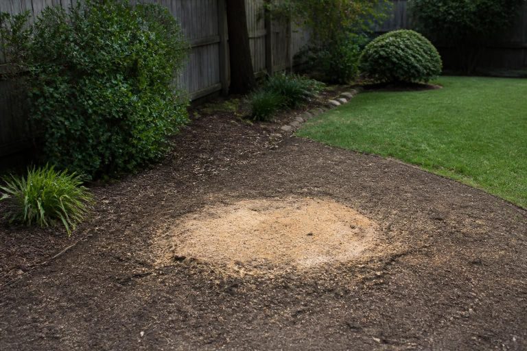 Tree Removal